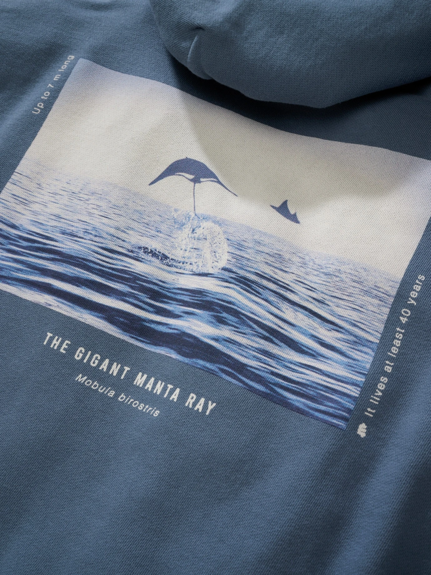 Mantarochen-Hoodie 14 Mantarochen-Hoodie – Bild 14